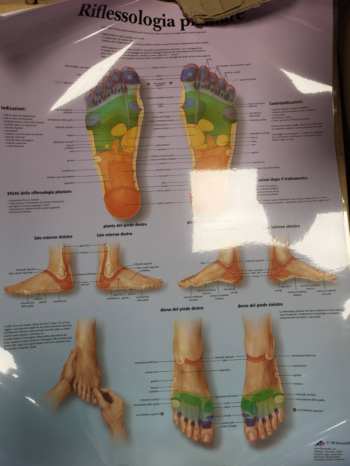 189414 - 3B SCIENTIFIC - Poster i Laminuar për Refleksologjinë e Këmbëve, i Mbrojtur nga Rrezet UV dhe Pluhuri, për Studim, Mësimdhënie dhe Përdorim Klinik
