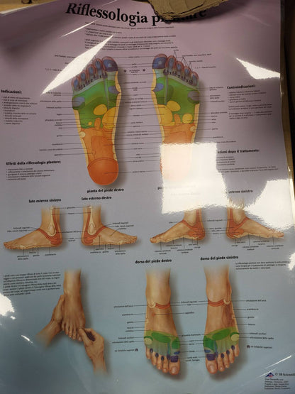 189414 - 3B SCIENTIFIC - Poster i Laminuar për Refleksologjinë e Këmbëve, i Mbrojtur nga Rrezet UV dhe Pluhuri, për Studim, Mësimdhënie dhe Përdorim Klinik