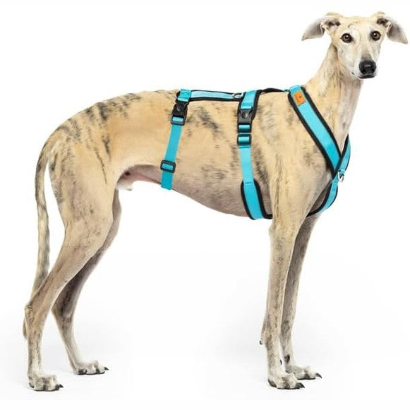 240012 - Sistem rripësh me 3 pika, kundër tërheqjes, për racat si Italian Greyhound, Whippet, Greyhound dhe Podenco, i sigurt, i frymëmarrshëm, i qëndrueshëm, blu qielli, M