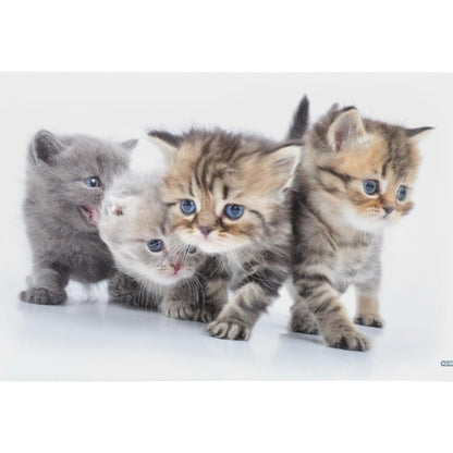 248460 - KESPERS Dërrasë mëngjesi 31220 CAT e bërë nga melaminë, dërrasë ushqimesh të lehta, dërrasë buke
