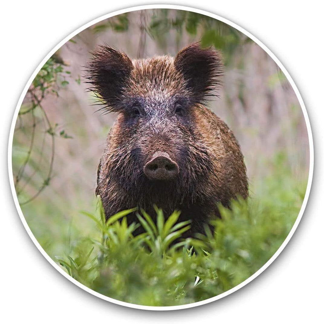 220569 - Ngjitëse vinili (2 copë) 7.5 cm – Derr i egër Sus Scrofa, derrkuci #24437
