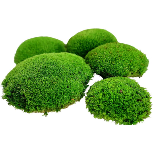 167773 - HELLO MOSS Toptha Myshku të Ruajtur, Seti prej 5 Copëve, Përshtatshëm për Terrariume dhe Pyje Qelqi