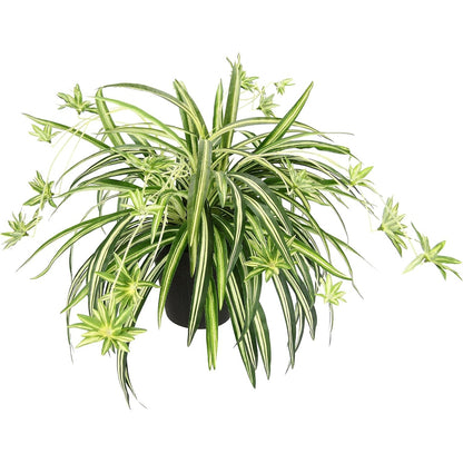 214484 - Bimë artificiale shtëpie, zambak uji në vazo, Chlorophytum, bimë merimangë
