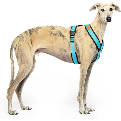 204691 - PARZMORE Qafe reflektuese në formë Y për qen, e përshtatshme për raca si Italian Greyhound, Whippet, Greyhound dhe Podenco, blu qielli, madhësia XXL, e ajrosur dhe e qëndrueshme