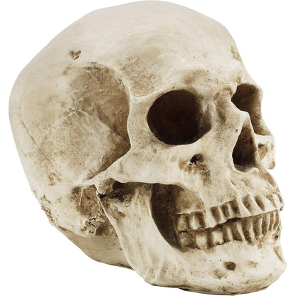 215605 - KURTZY Model Vinçi Anatomik, 12 x 17 x 14.5 cm