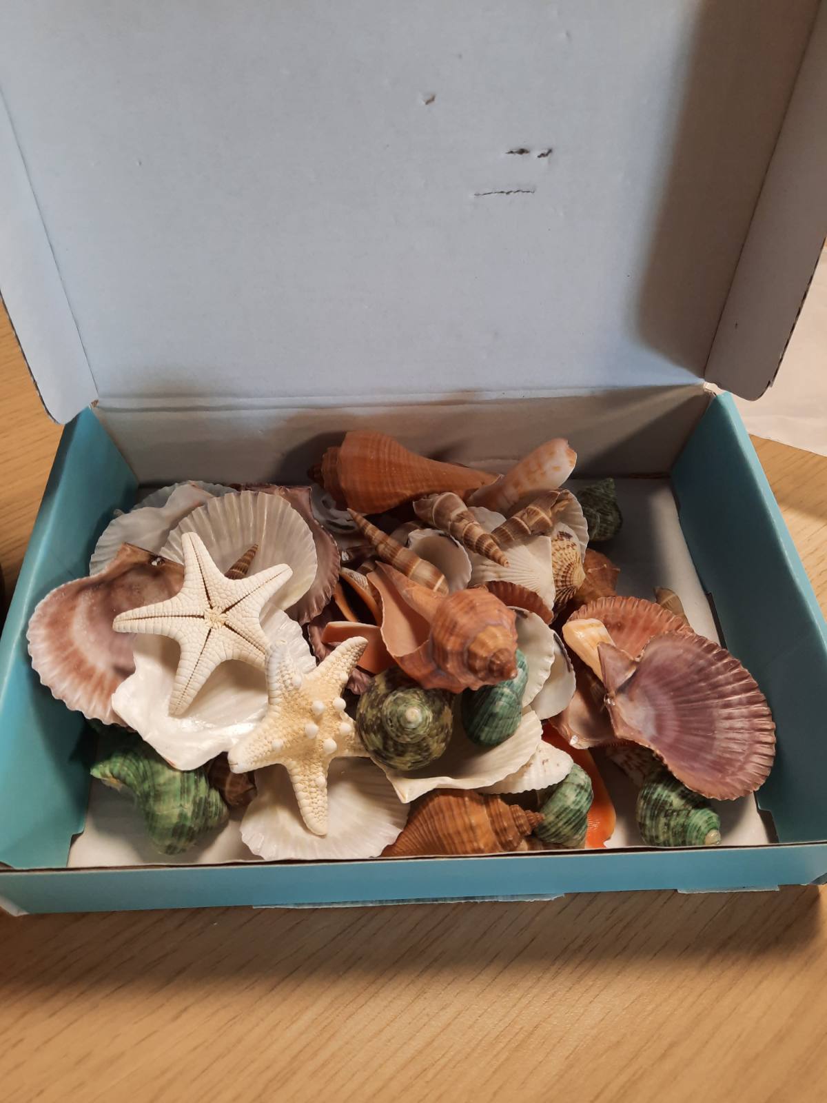 289237 - Guaska të Përziera: 9 lloje guaskash oqeanike dhe 2 lloje yll deti, 3-9 cm