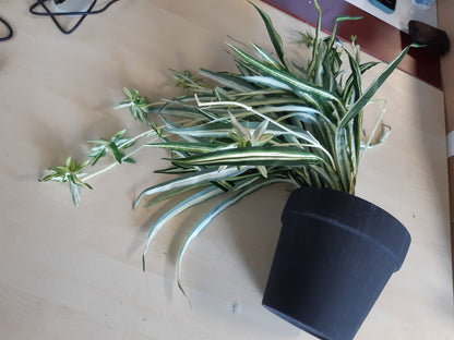 214484 - Bimë artificiale shtëpie, zambak uji në vazo, Chlorophytum, bimë merimangë
